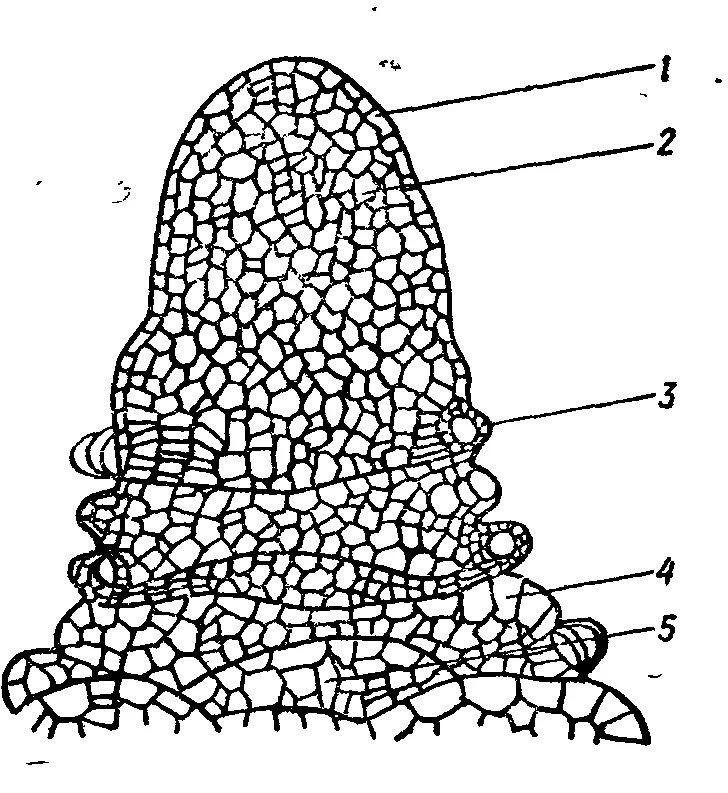 Зона нарастания. Апикальная меристема элодеи. Апикальная меристема побега. Верхушечная апикальная меристема. Меристема побега элодеи.