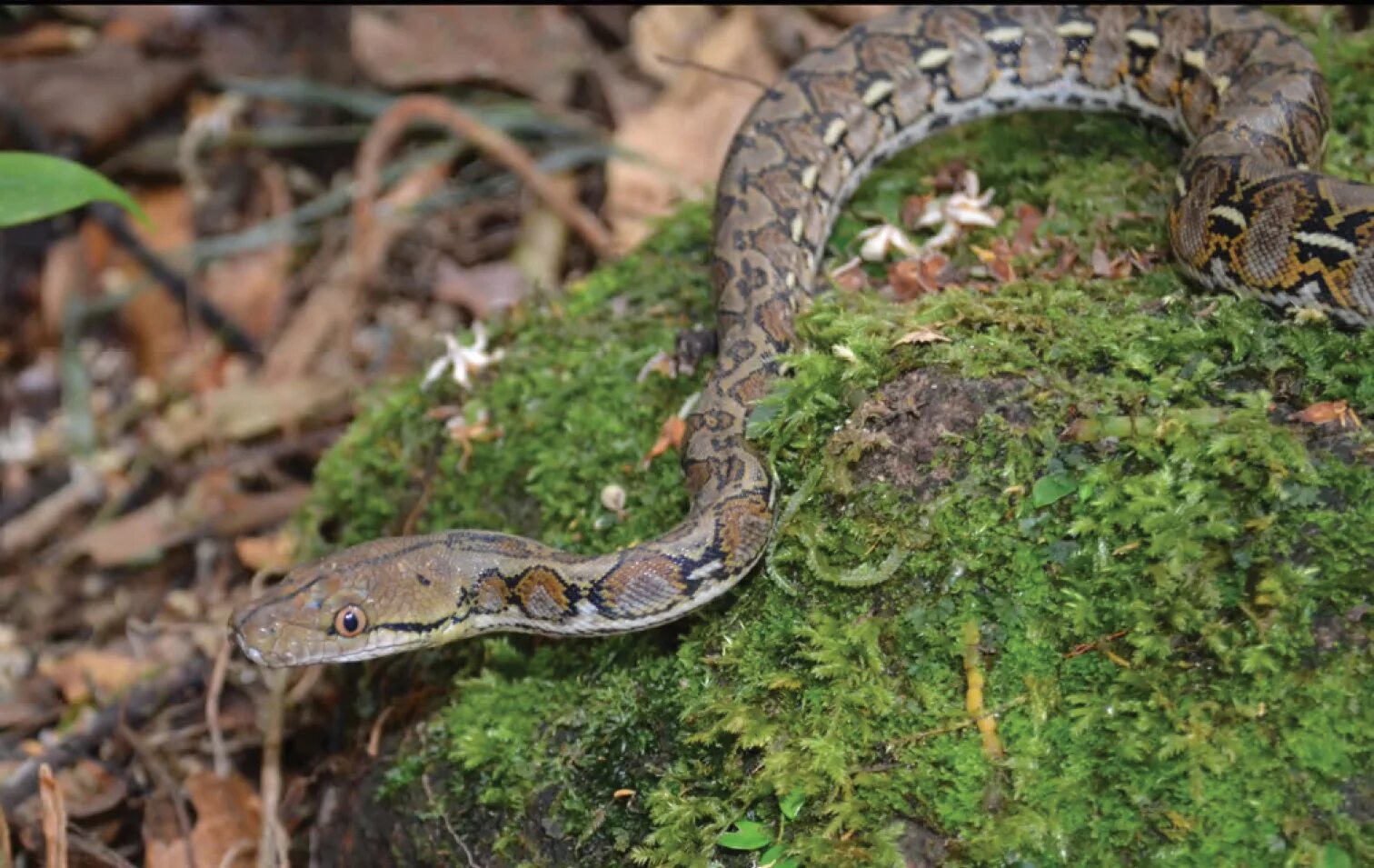 Snakes are longer. Змея сетчатый питон. Питон ретикулятус. Удав сетчатый питон. Сетчатый питон ареал обитания.