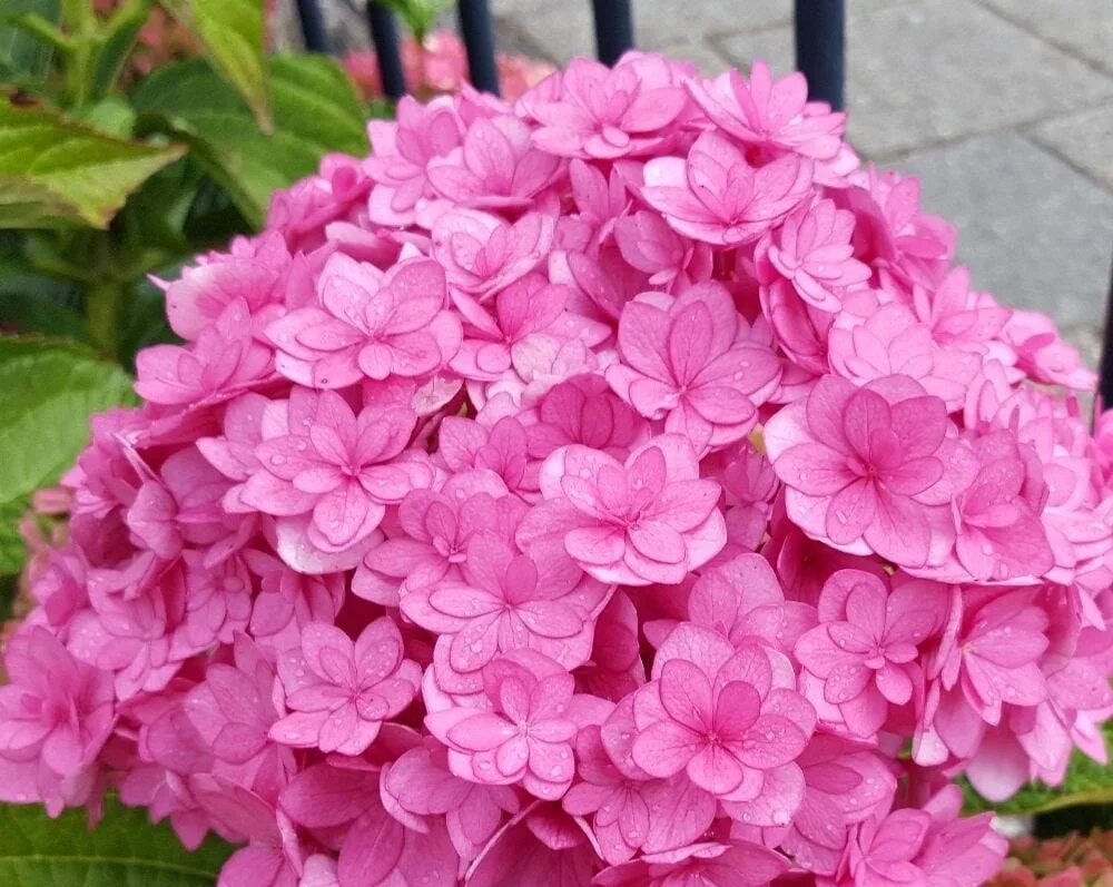 Selecting Hydrangeas for the Home Landscape Ohioline