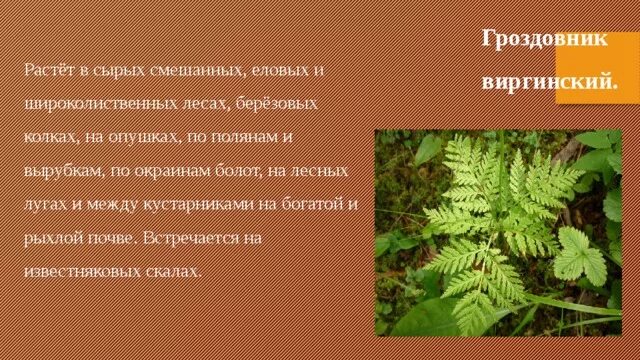 Какие растения внесены в красную книгу дагестана. Красная книга дагестана растения. растения занесенные в красную книгу дагестана. растения дагестана занесенные в красную книгу дагестана. растения которые занесены в красную книгу в дагестане.