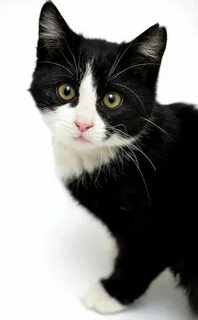 Лицо кота черно белого