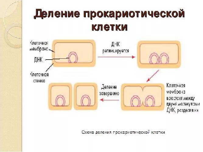 Деление клеток прокариот. Деление клеток прокариот схема. Этапы деления клеток прокариот. Деление клеток у прокариот кратко. Деление клеток у прокариот 9 класс.