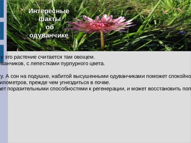 Одуванчик описание. Доклад про одуванчик. Одуванчик для дошкольников. Одуванчик описание. Одуванчик созревание.