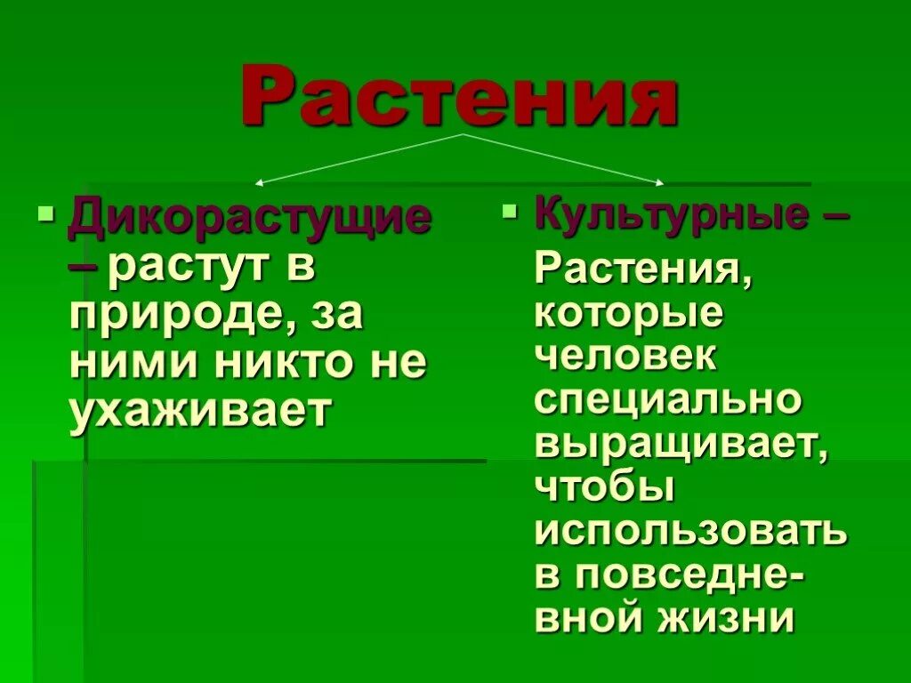 Растения которые люди специально выращивают носят название. Культурные травы. Культурные травы названия. Культурные травы 2 класс. Культурные травы Урала.