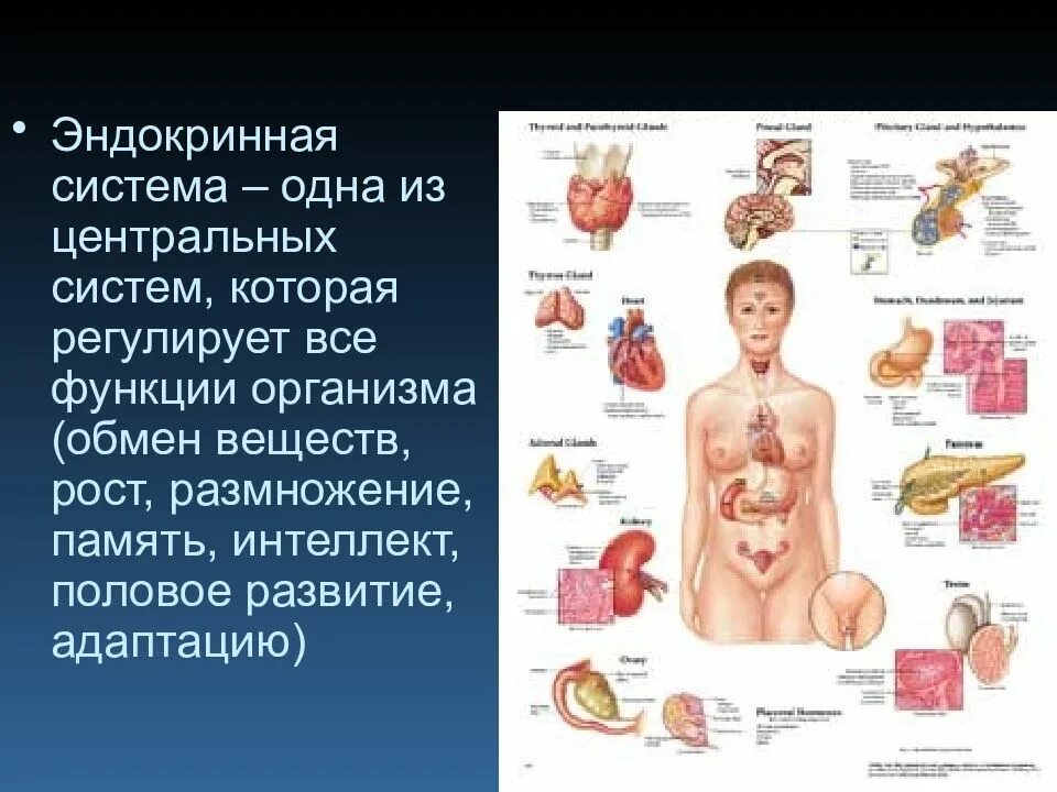 Эндокринная и иммунная система. Эндокринная система. Органы эндокринной системы. Эндокринная система человека заболевания. Эндокринная система человека анатомия.