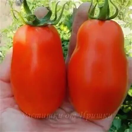 Томат рубиновый сюрприз