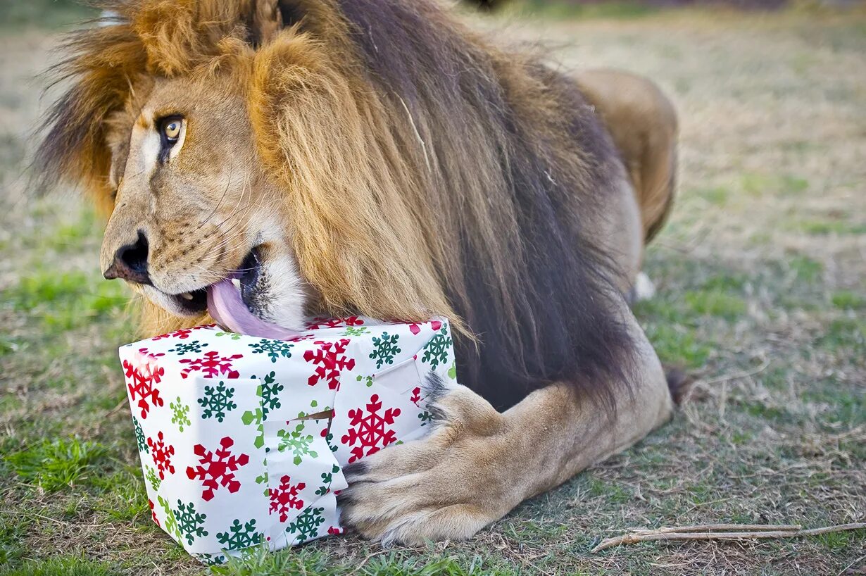 Котенок в подарочной коробке. Акита-ину юмэ. Праздничный лев. Щенок в подарок. Болгарская овчарка баффи путина.