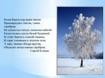 Песня белые березы белые снега