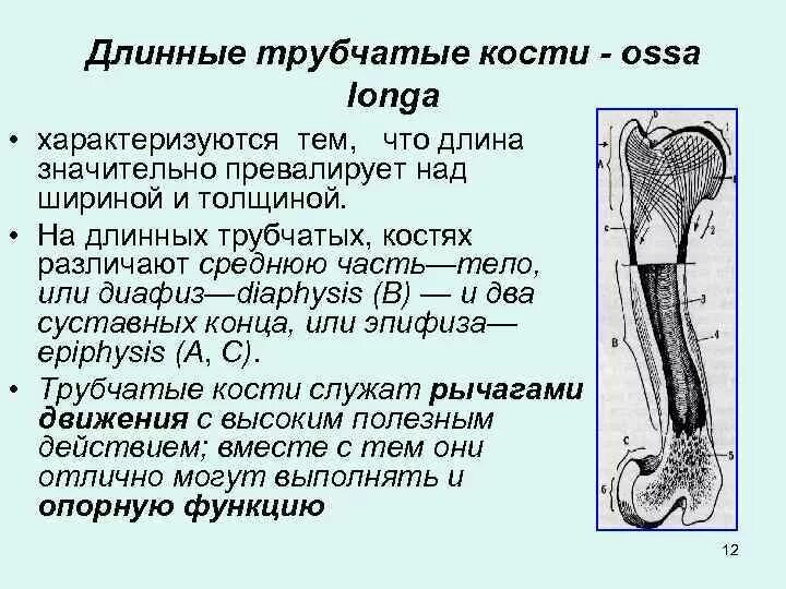 Длинная трубчатая кость человека. Строение длинных трубчатых костей. Трубчатые кости особенности. Трубчатые кости длинные и короткие.