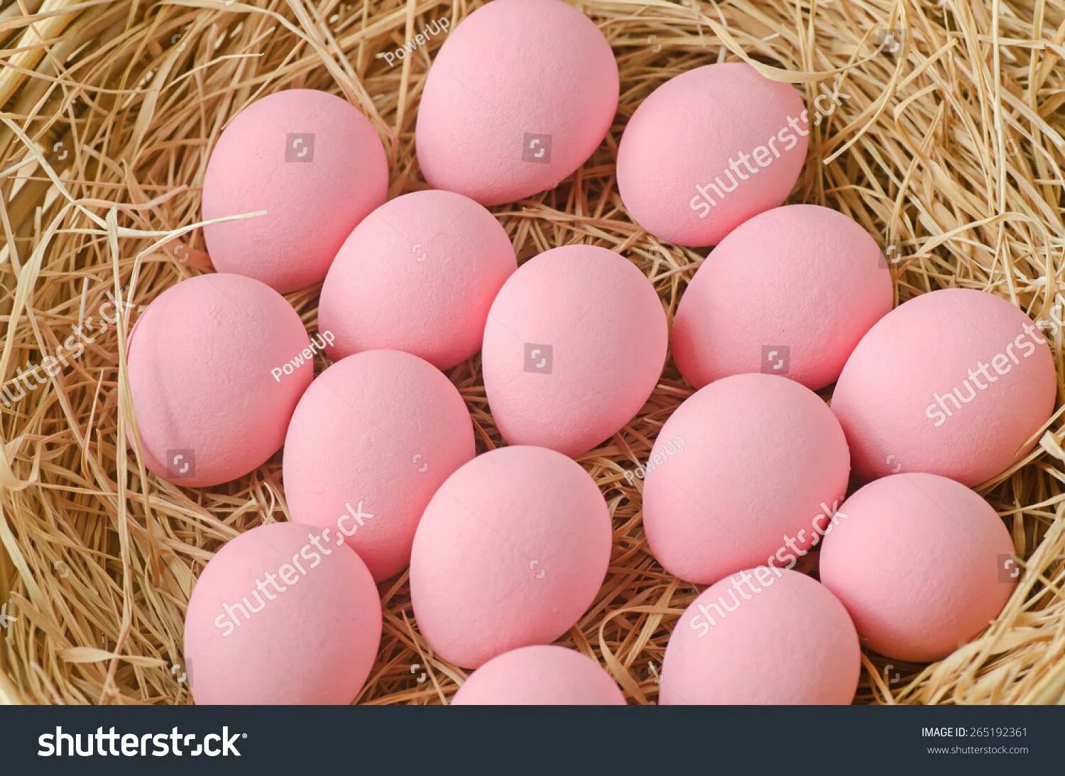 Розовое яйцо порода. Доминант с розовым яйцом. Яйцо розовое. Розовые яйца куриные. Яйца розового цвета.