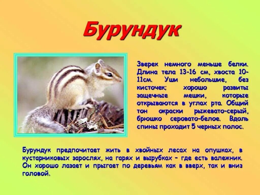 Бурундук окружающий мир 4 класс сообщение кратко. Бурундук доклад. доклад про бурундука кратко. сообщение о лесных животных. бурундук презентация.
