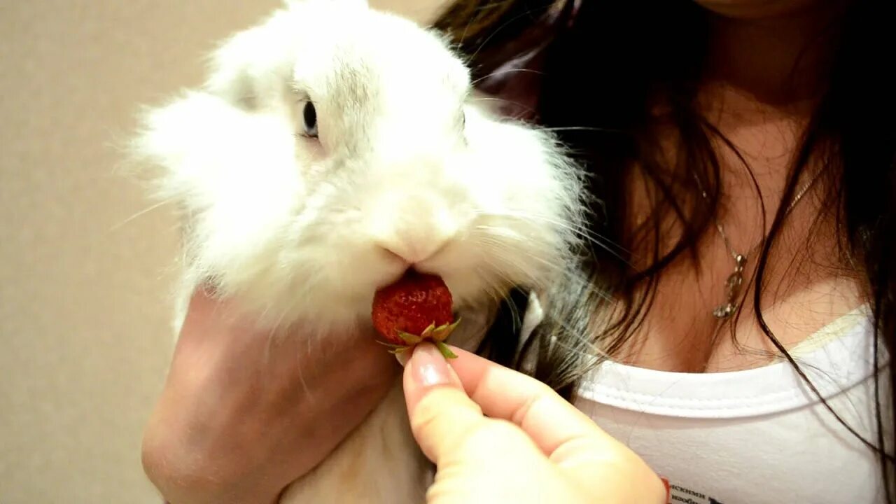 Кроликам можно клубнику. Белый кролик ест клубнику. Что едят кролики.