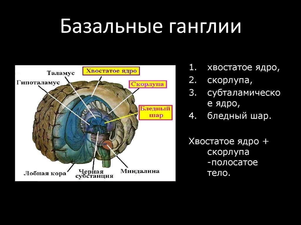 Базальные ганглии мозга. Строение и функции базальных ганглиев. Строение головного мозга базальные ганглии. Хвостатого ядра и скорлупы базального ганглия..