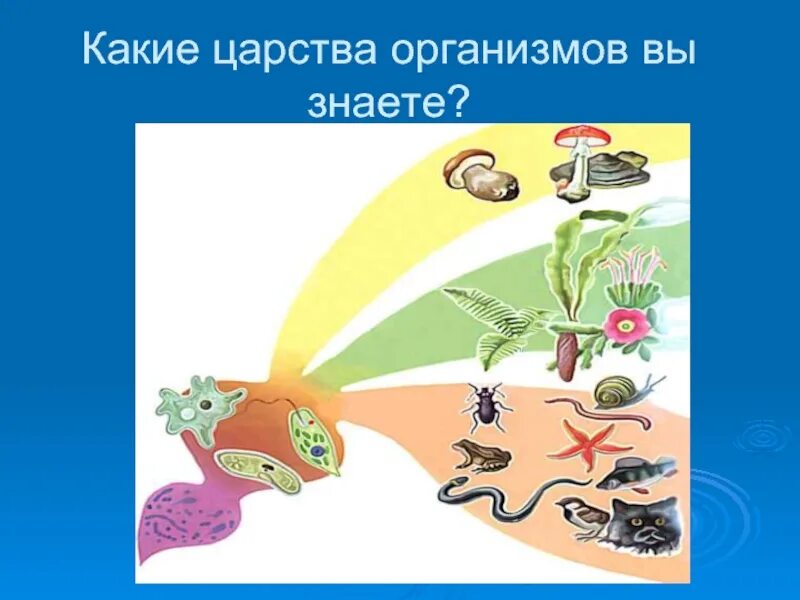 Живые организмы охватывают. Среды обитания живых организмов. Среды жизни организмов. Среда обитания живых организмов рисунок. Среды обитания живых организмов 5 класс.