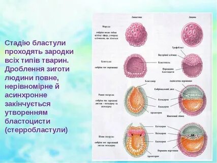Зародыш на стадии морулы бластулы гаструлы