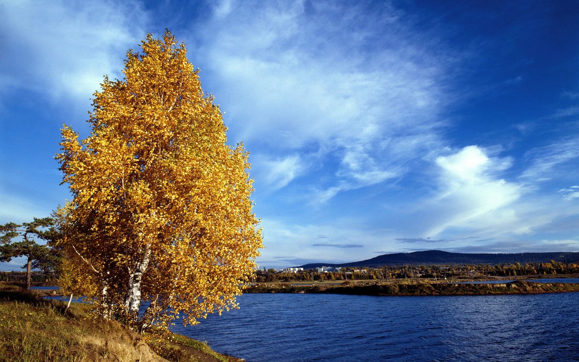 Осенняя береза. Желтая береза Канада. Береза осенью. Одинокая береза осенью.