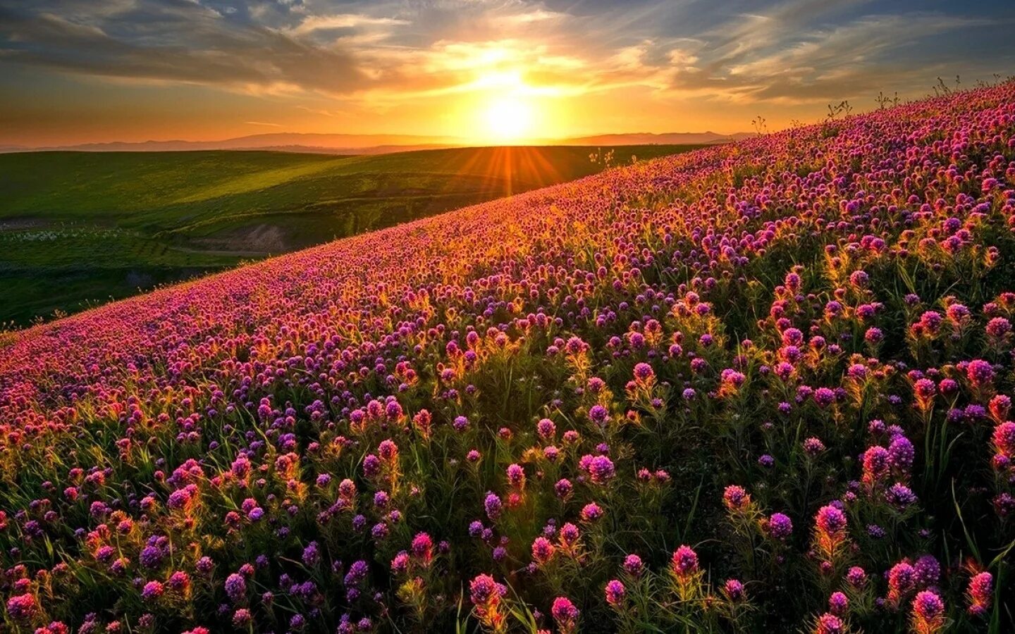 Flower sunset. Цветочное поле. Цветущие поля. Поле в цветах. Дикие цветы.