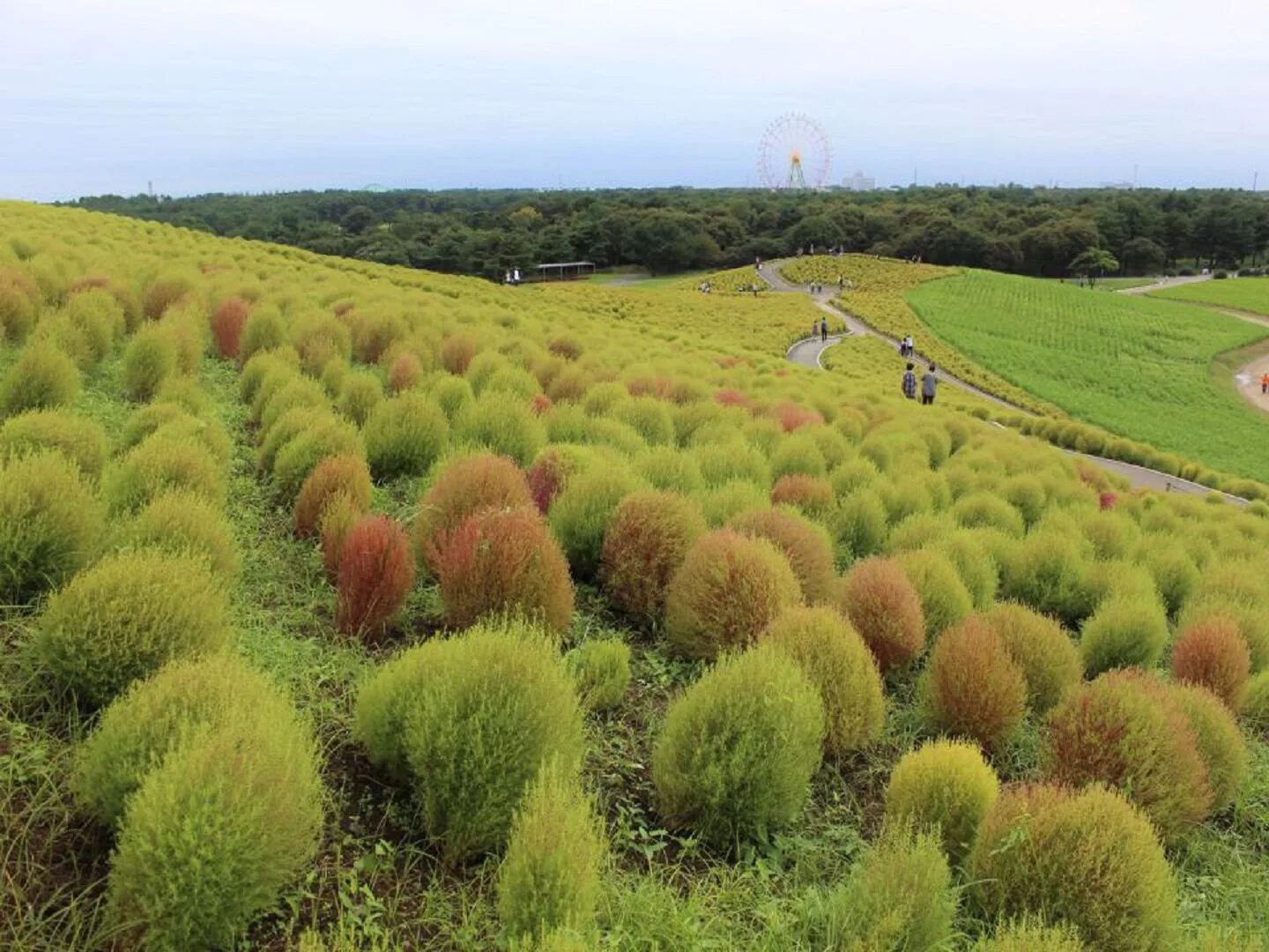Как выглядит кохия. Кохия веничная (kochia scoparia). кохия веничная грин форест. однолетний кипарис кохия.