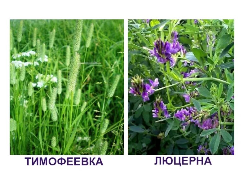 Люцерна посевная. Лен и люцерна. Люцерна кормовая. Люцерна синяя. Люцерна болотная.
