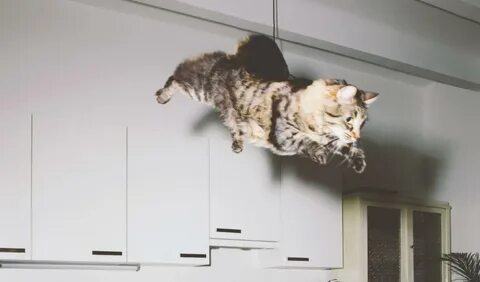 Летающие коты видео
