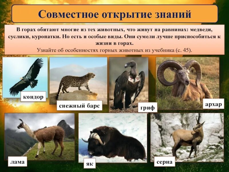 На равнинах число видов животных