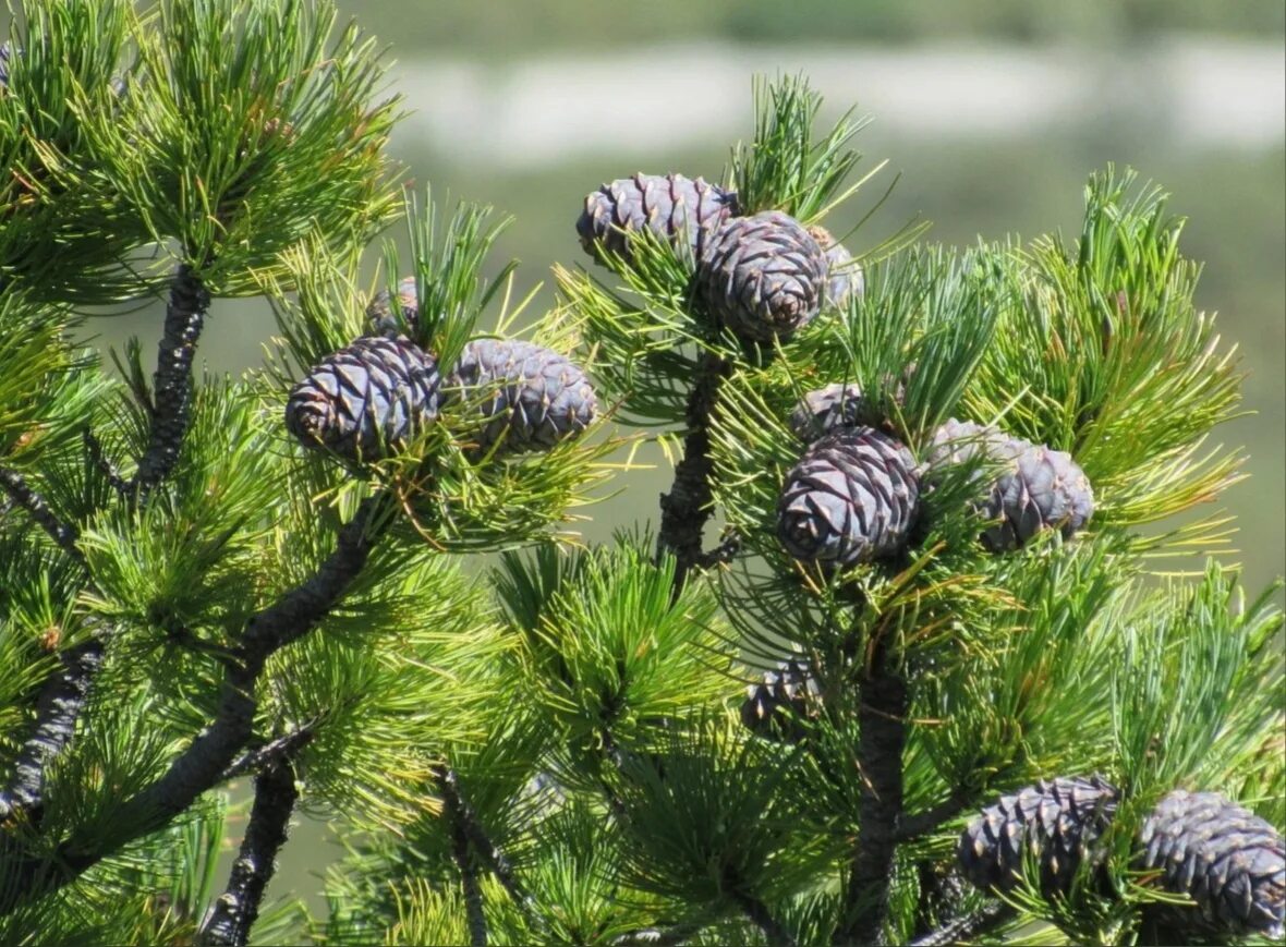 Хвойные новосибирск. Кедр Сибирский Pinus sibirica. Кедровая Сибирская сосна и кедр это. Сибирский сосна сосна Кедровая. Сосна Кедровая Сибирская шишка.