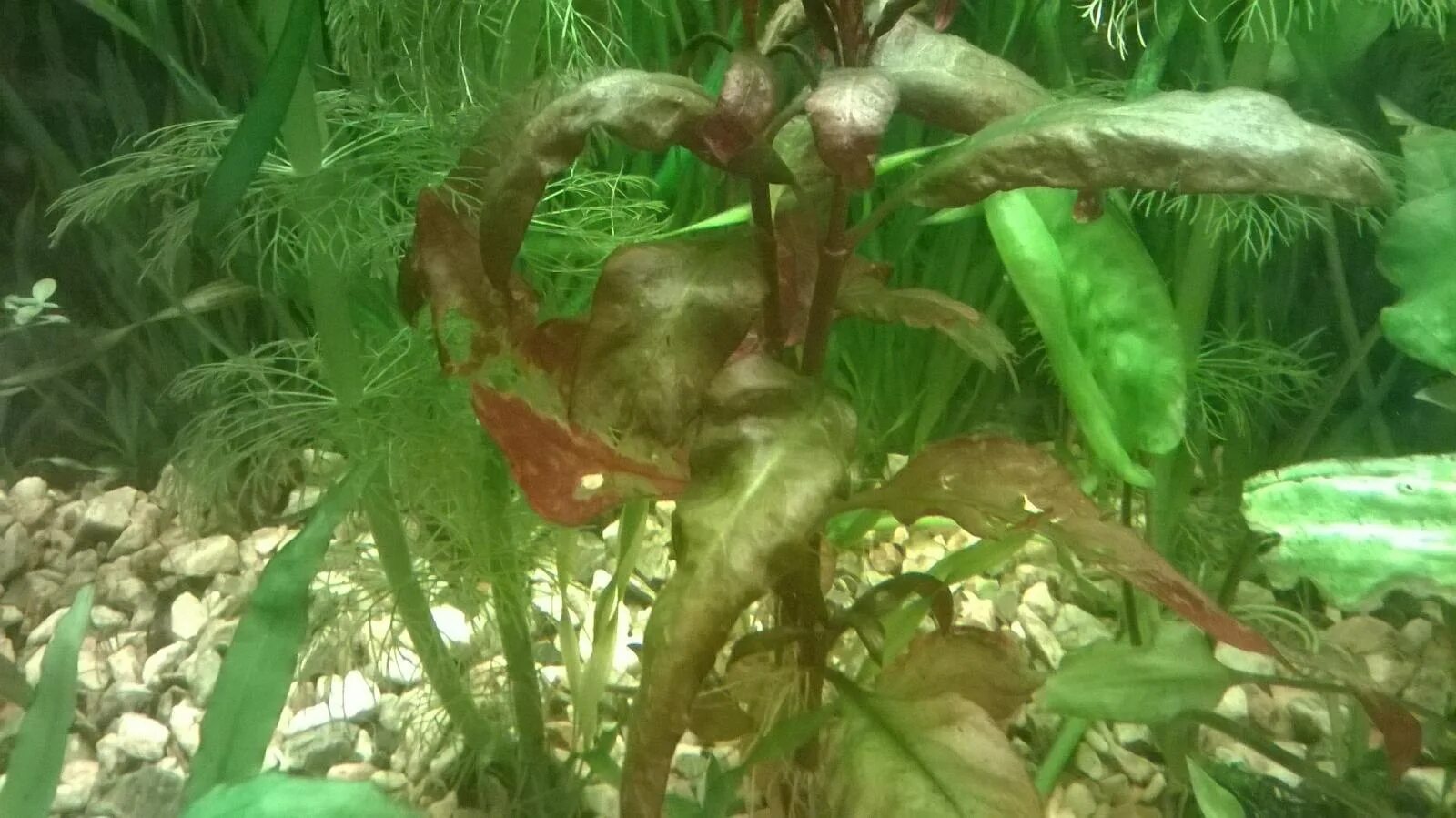 Sick fish in the aquarium - diagnose them with the Online Hospital