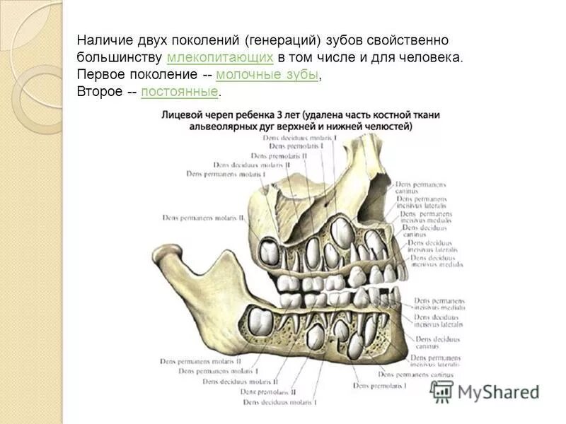 Какие части имеют зубы у млекопитающих