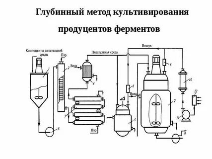 Особенный метод культивирования риса злодейки