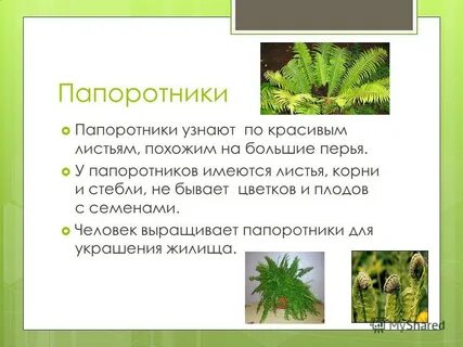Папоротники 3 класс окружающий мир