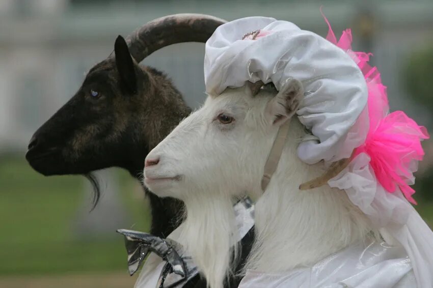 Козёл. Коза и козёл. Смешной козел. С казой. С казой.