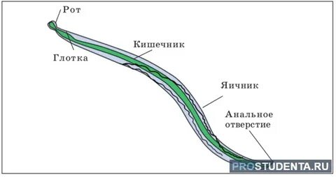Слои клеток круглые червей