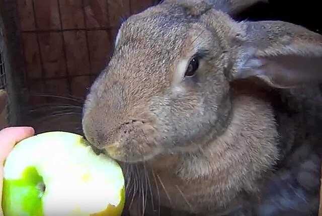 Можно кролику яблоко. Кролик с яблоками. Кроличье яблоко. Ли зайцы яблоки. Кролик в яблоках окрас.