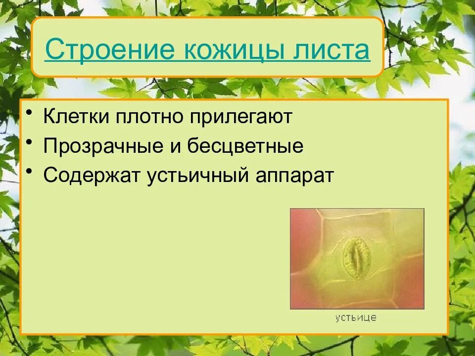 Презентация строение и функции листа 7 класс. Окм сообщение на листе. 3  класс окружающий мир стр 38 41 доклад  листочка  доклад.