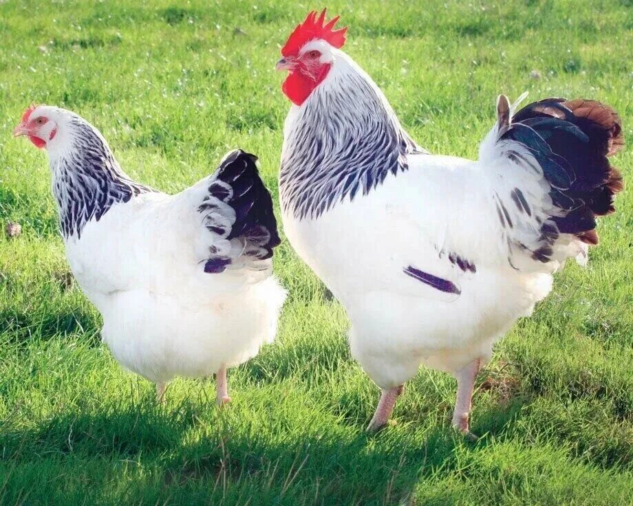 Chicken, Silver Sebright rooster. www.TheBigWRanch.com Natureza, Galinheiro