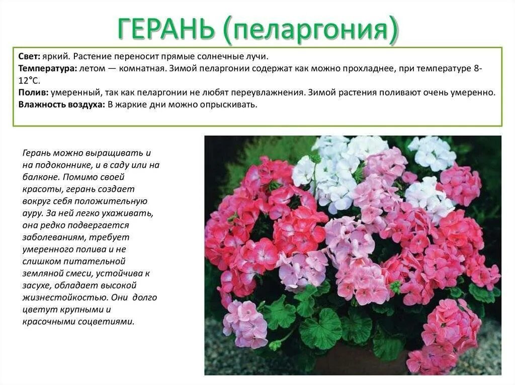Пеларгония на улице при какой температуре. Пеларгония Scarlet Rosebud. Пеларгония характеристика растения.