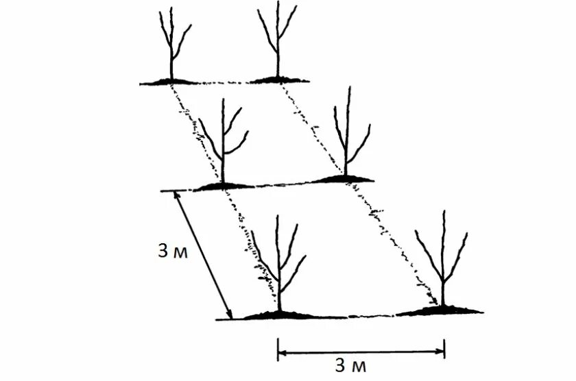 На каком расстоянии сажать саженцы. Схема посадки саженцев персика. Посадка яблони схема посадки. Схема посадки колоновидных фруктовых деревьев. Схема посадки вишни карликовой.