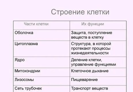 Свойства клетки кратко