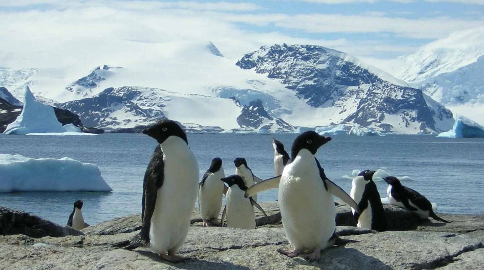 Где живут пингвины на каком материке. Антарктида пингвины Адели. Северный Ледовитый океан пингвины. Пингвины в Антарктиде на карте. Животные Антарктиды и Антарктики.