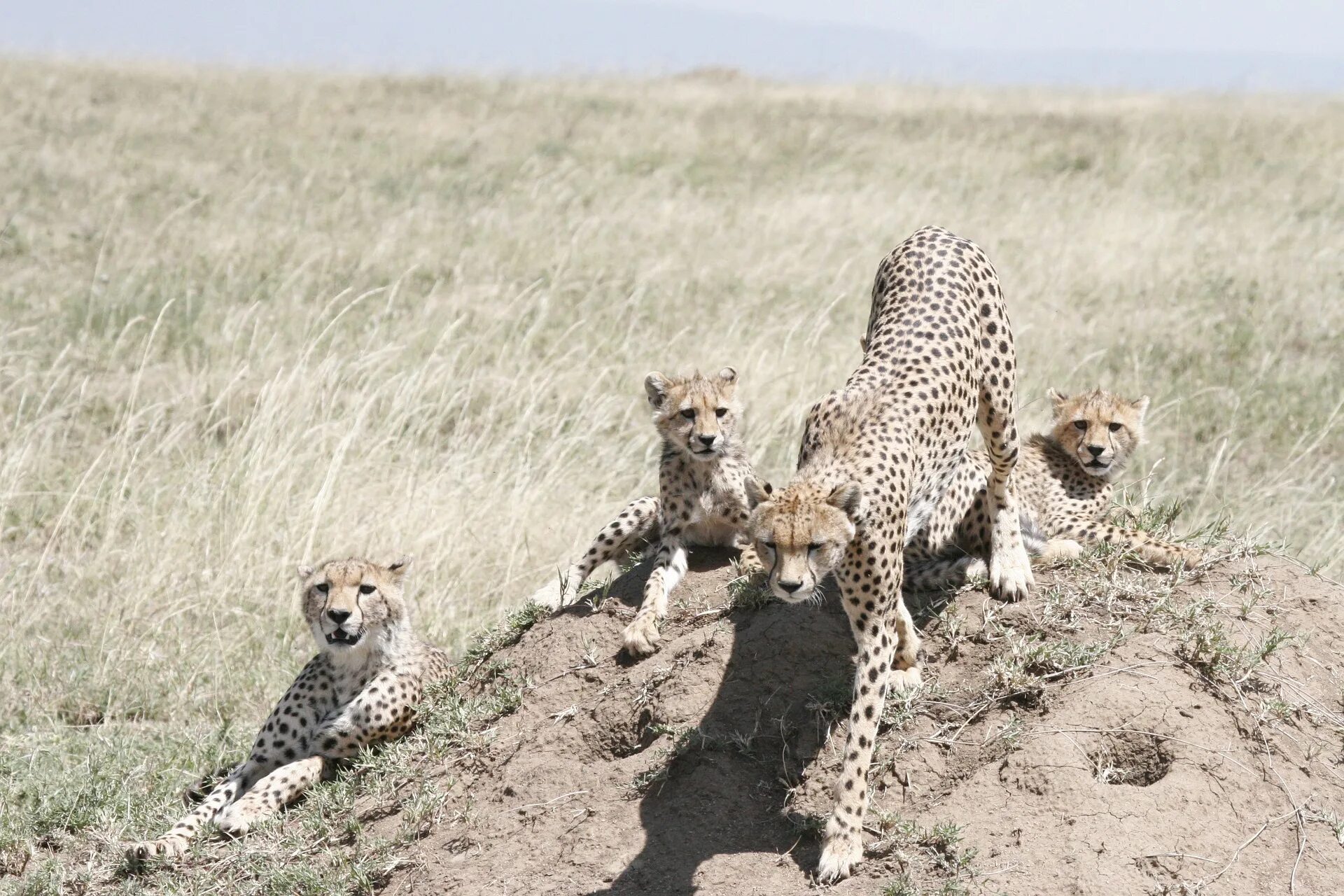 Pet cheetah. Гепард Пиппа. Гепард в саванне. Гепард рядом с человеком. Детеныш гепарда.