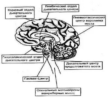 Центр дыхания жизни
