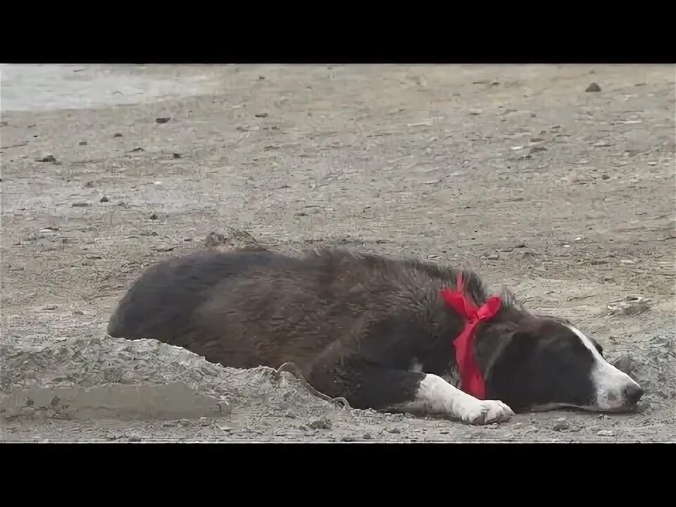 Ит аты. Ит аты