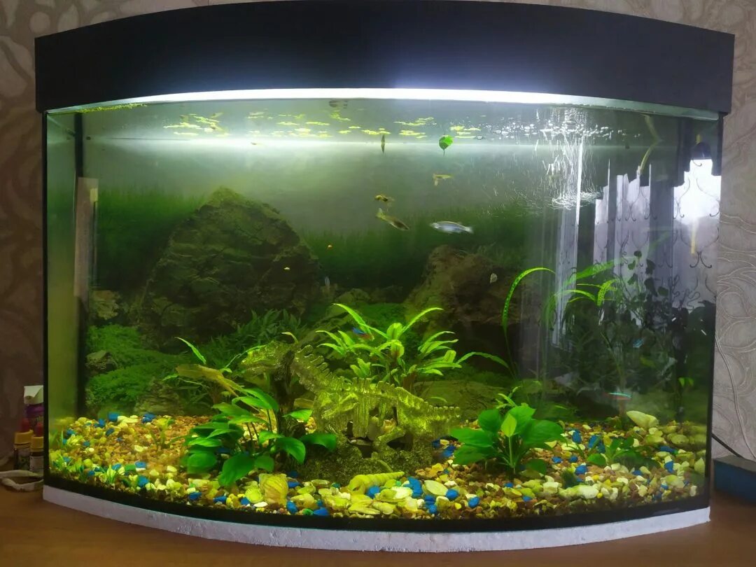 Аквариум 90. Аквариум 90 литров украшения. Аквариум 90. Дизайн аквариума 90 литров. Аквариум 90.