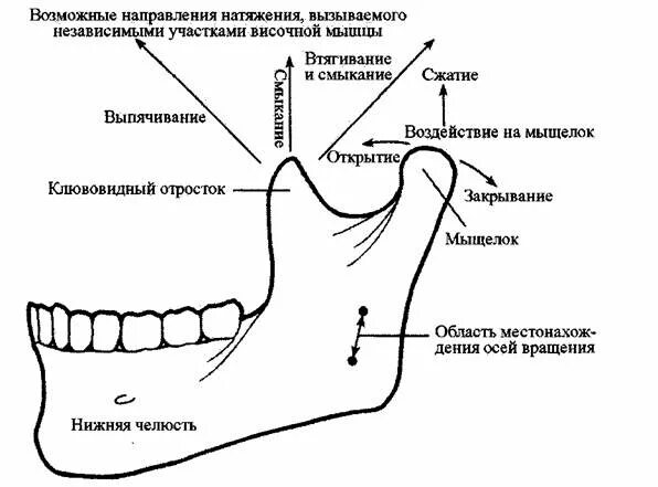 Мыщелки челюсти