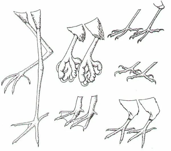 Лапы птиц. Ноги птиц. Птичья нога. Анатомия лапы птицы. Чем покрыты конечности птицы