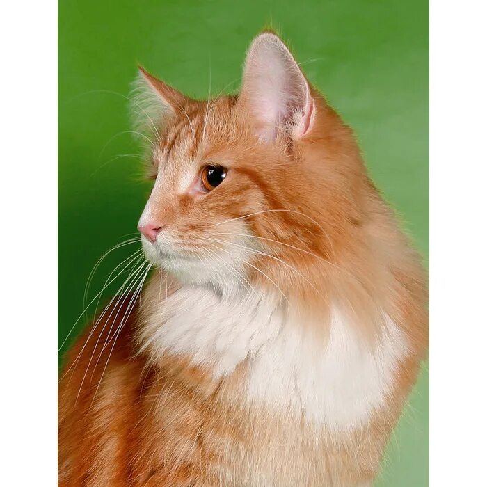 Норвежская лесная кошка рыжая фото