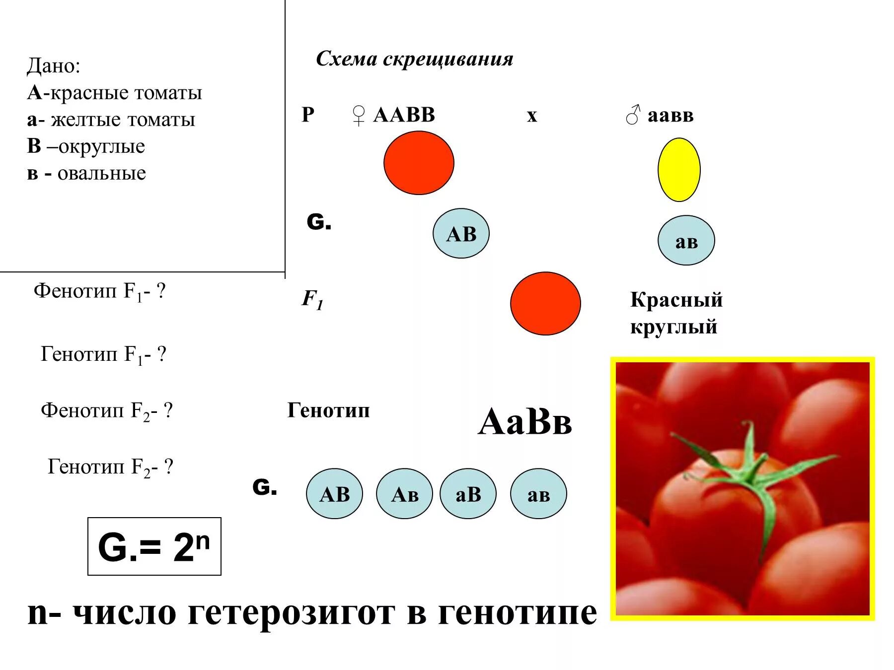 Моногибридное скрещивание томаты. Схема скрещивания f1 и f2. Генотип томата. Схема скрещивания томатов.