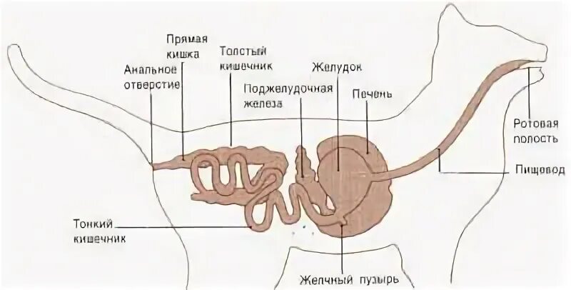 Пищевод кошки. Строение пищеварительной системы кошки толстая кишка. Строение пищеварительной системы кошки. Анатомическое строение пищеварительной системы кошки. Строение пищеварительной системы кошки схема.