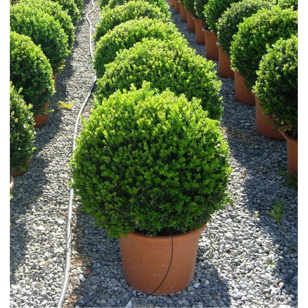 Вечнозеленые декоративные. Buxus sempervirens самшит. Самшит Буксус вечнозеленый. Самшит marginata. Самшит мелколистный Фолкнер.