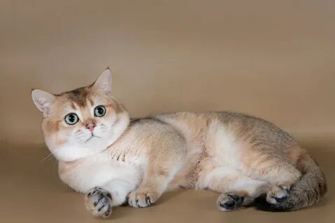 Золотая шиншилла страйт